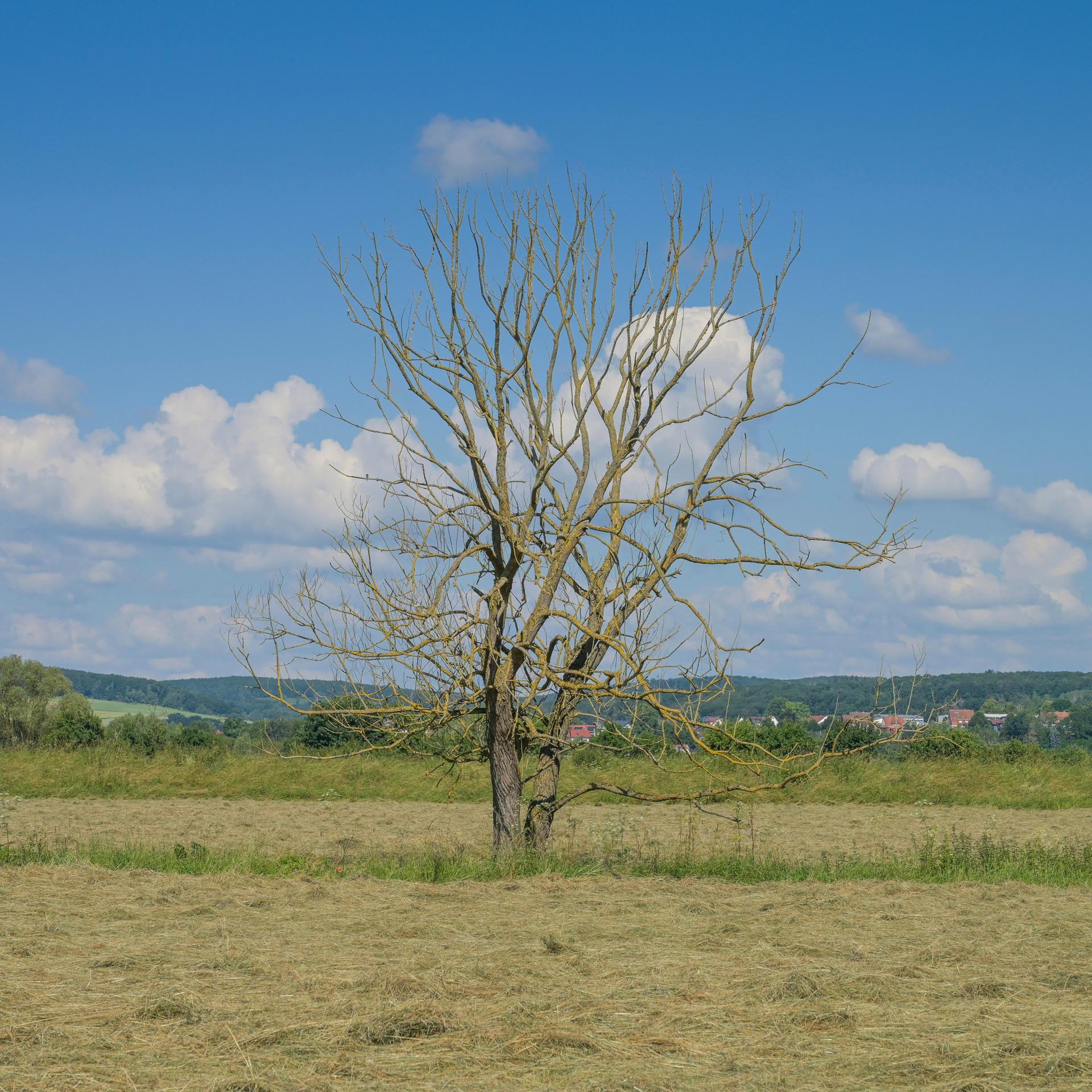 Hitzestress bei Bäumen - Waldökologe: Wir Menschen werden Probleme bekommen
