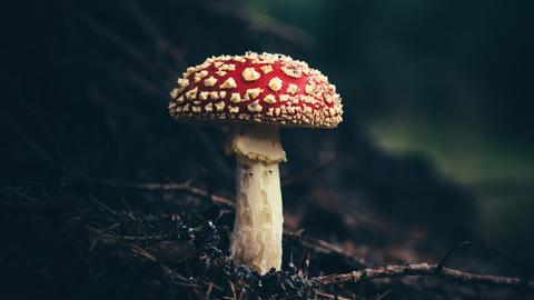 Wie hängen die Vergiftungen zusammen? Zu sehen: Ein Pilz in einem Wald
