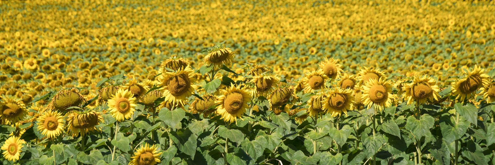 Ein Feld Sonnenblumen im Sonnenlicht.