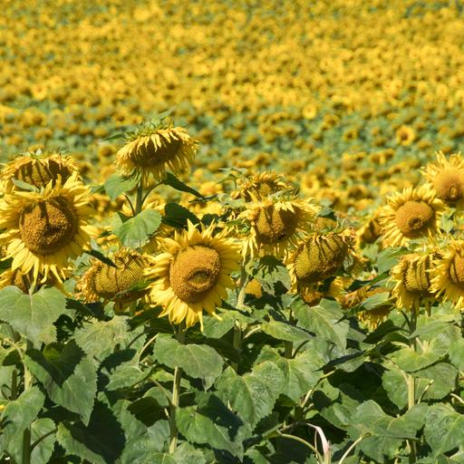 Ein Feld Sonnenblumen im Sonnenlicht.