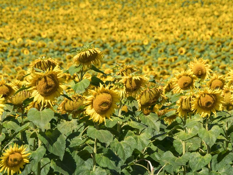 Ein Feld Sonnenblumen im Sonnenlicht.