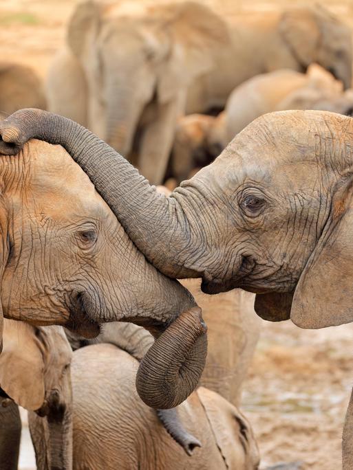 Zwei Elefanten berühren einander mit ihren Rüsseln.