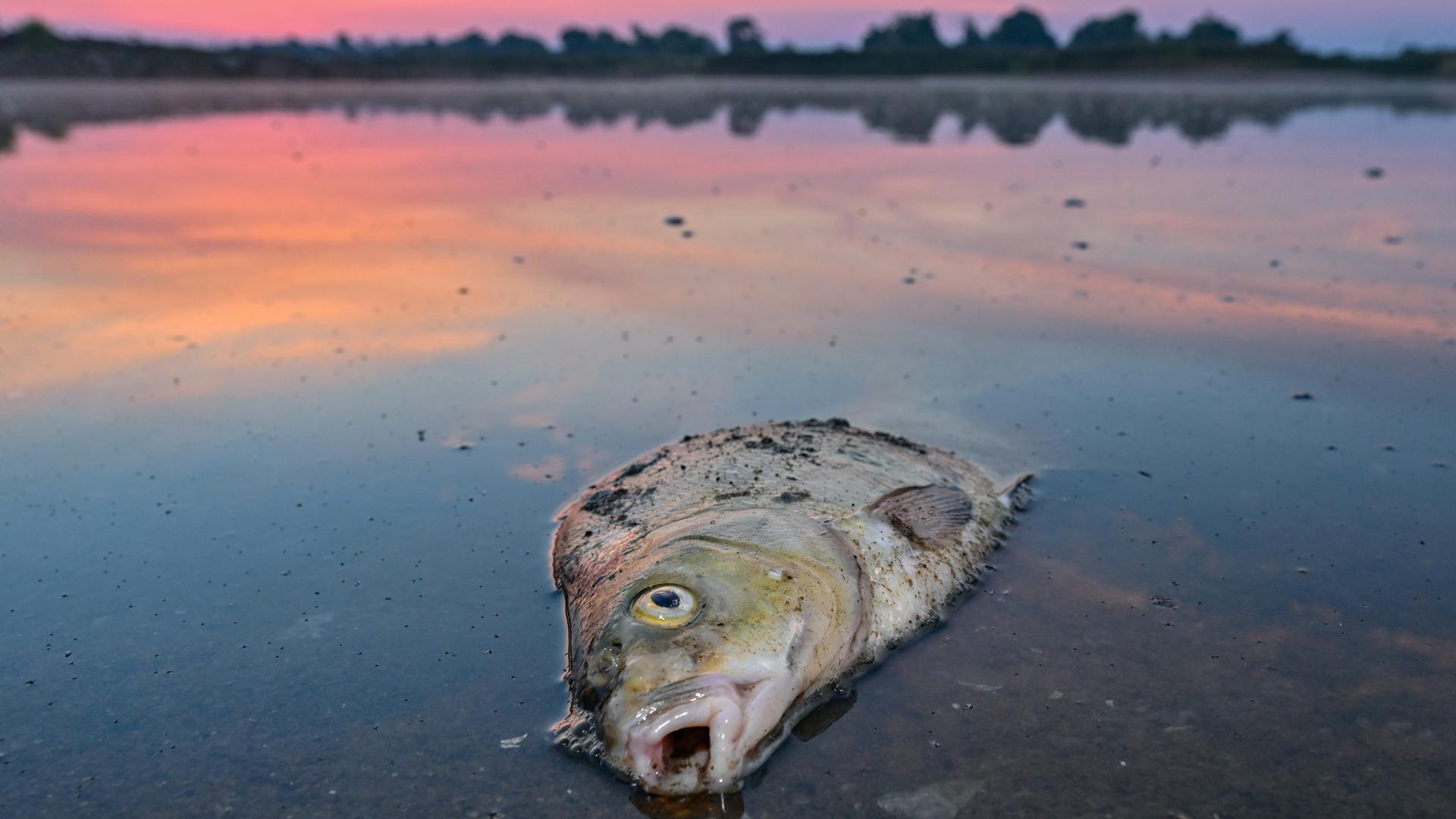 Ein toter Blei liegt am frühen Morgen im flachen Wasser des deutsch-polnischen Grenzflusses Oder.