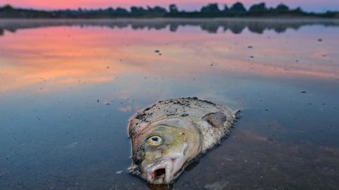 Ein toter Blei liegt am frühen Morgen im flachen Wasser vom deutsch-polnischen Grenzfluss Oder. Seit mehren Tagen beschäftigt das massive Fischsterben im Fluss Oder die Behörden und Anwohner des Flusses in Deutschland und Polen.