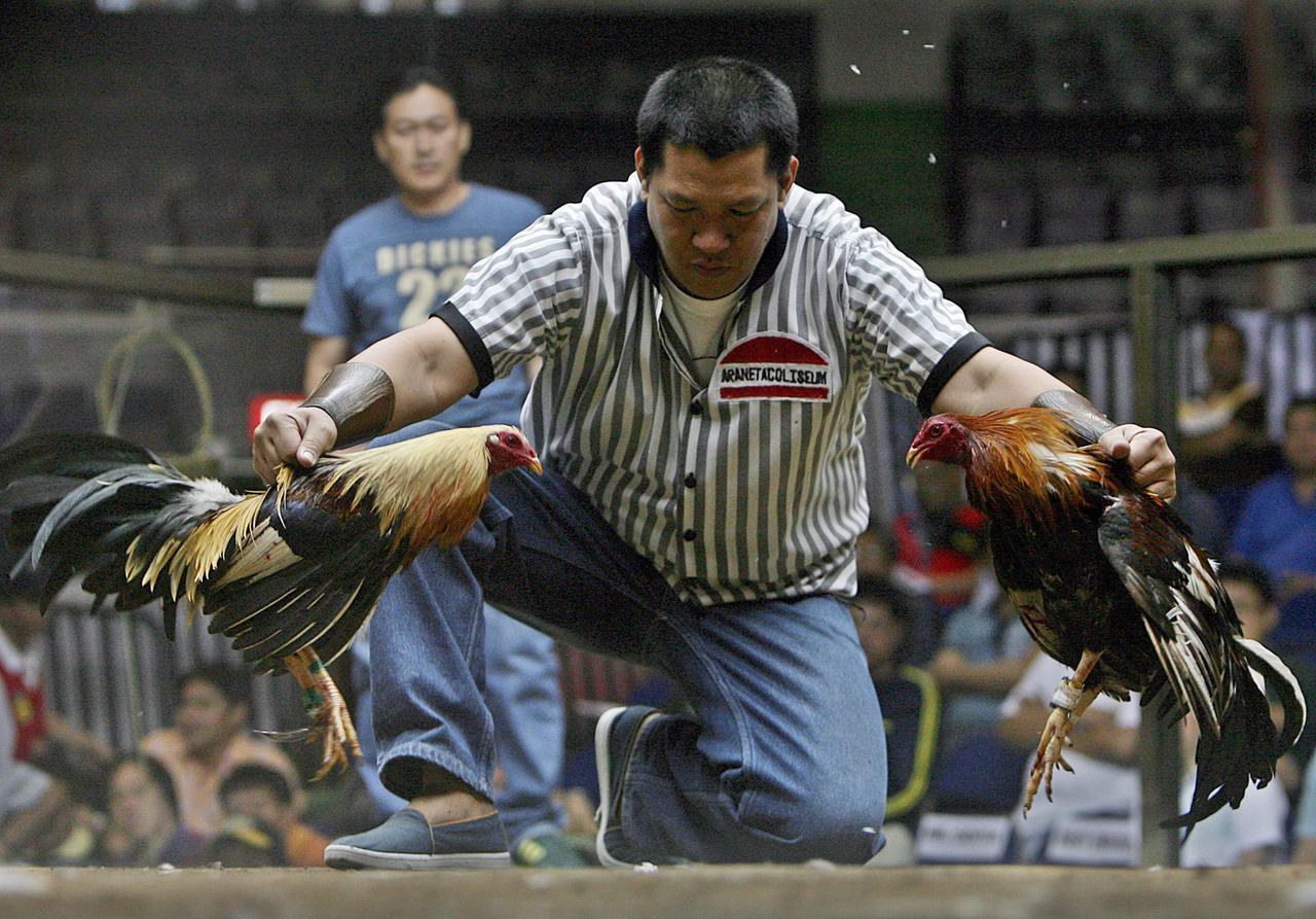 epa01238627 A referee presides over a cockfight at the World Slasher competition at the Araneta Coliseum in Metro Manila's Quezon City, Philippines 29 January 2008. While the competition drew crowds of Filipino enthusiasts, protesters from the People for the Ethical Treatment of Animals (PETA) picketed the venue and accused the event of torturing birds for sport. EPA/ROLEX DELA PENA