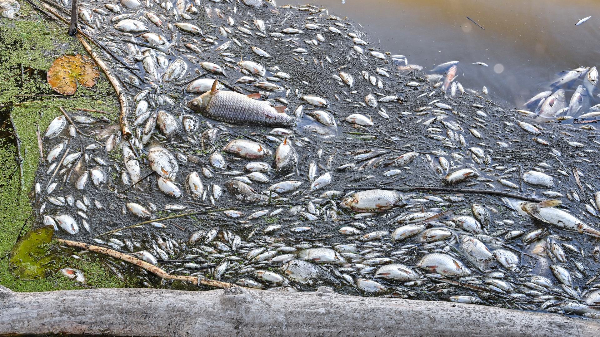 Tote Fische treiben an der Oberfläche der Oder. Tote Fische treiben an der Oberfläche der Oder.