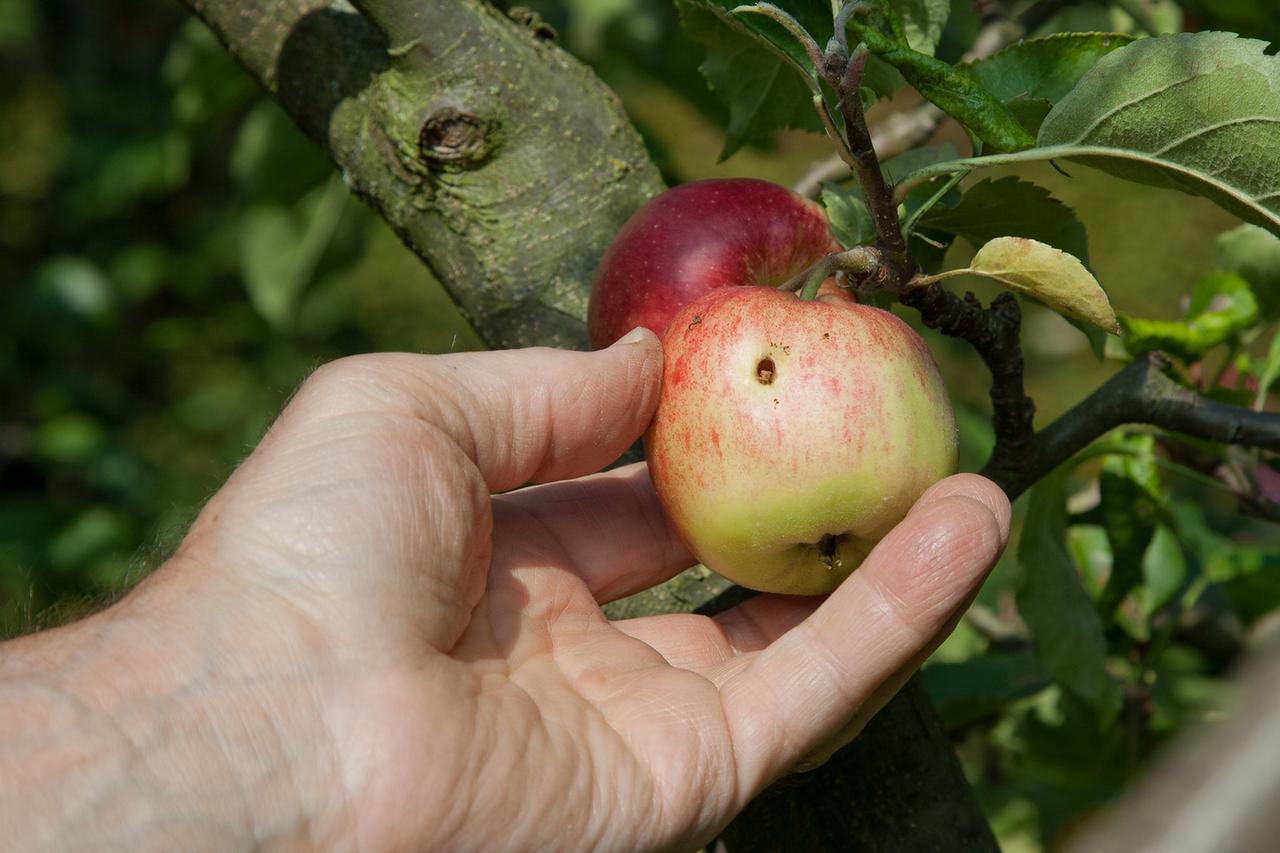 Ein Mann pflückt einen Boskoop-Apfel (Malus domestica), der ein Wurmloch hat.
