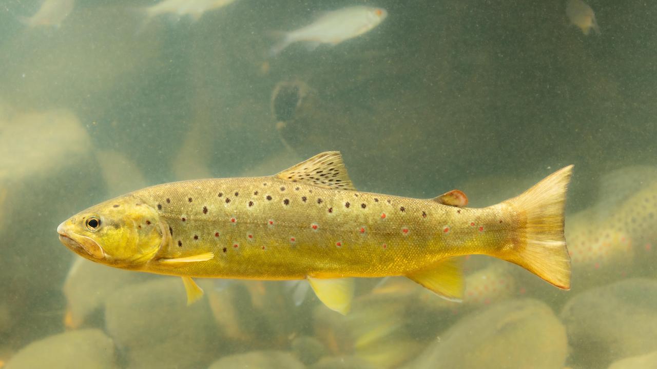 Rote Liste - Forelle als gefährdeter Fisch eingestuft