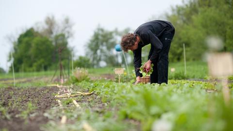 Der Bio-Landwirt Valentin Kaetzl erntet auf seinem Acker im Oderbruch Radieschen. 