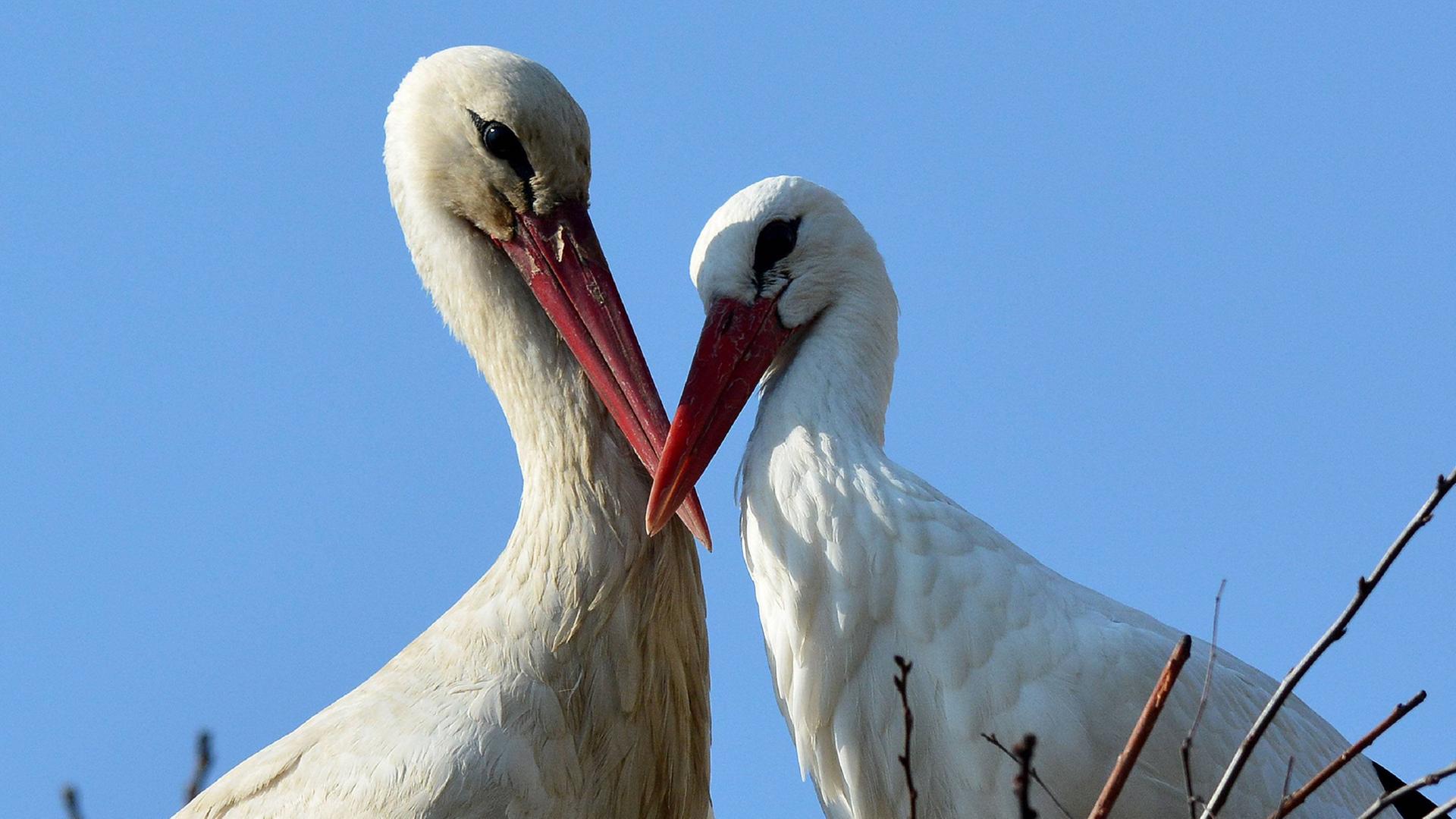 Storchenliebe 18.03.2015., Kroatien, Slavonski Brod: Die Störche Malena und Klepetan stehen Schnabel an Schnabel.