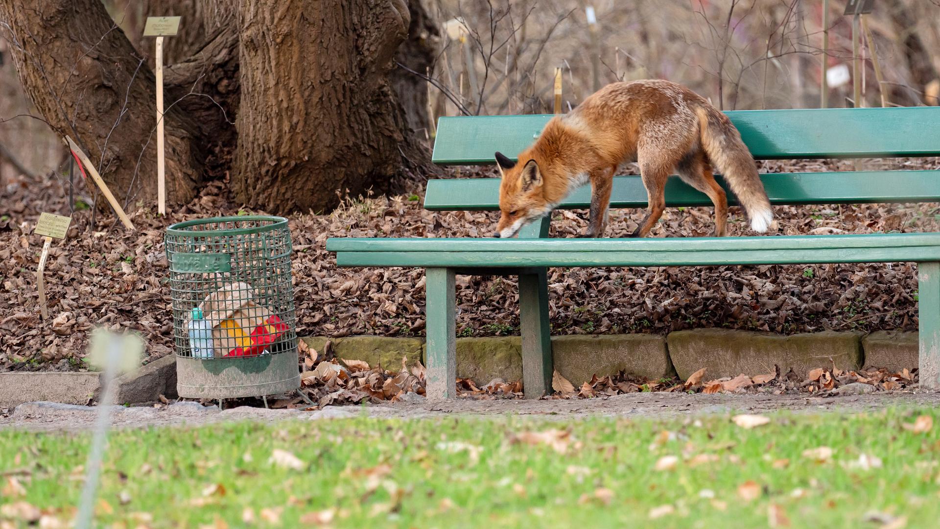 Ein Fuchs steht auf einer Parkbank im Botanischen Garten neben einem Papierkorb. 