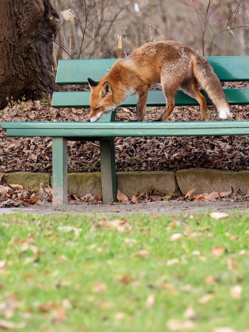 Ein Fuchs steht auf einer Parkbank im Botanischen Garten neben einem Papierkorb. 