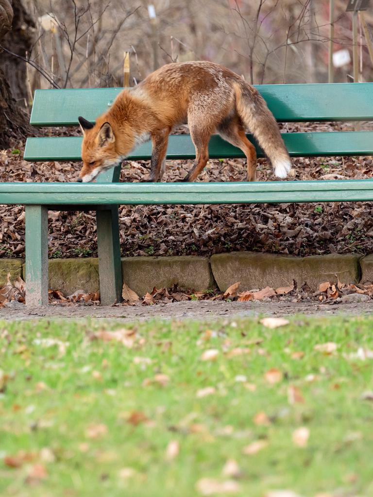 Ein Fuchs steht auf einer Parkbank im Botanischen Garten neben einem Papierkorb. Ein Fuchs steht auf einer Parkbank im Botanischen Garten neben einem Papierkorb.