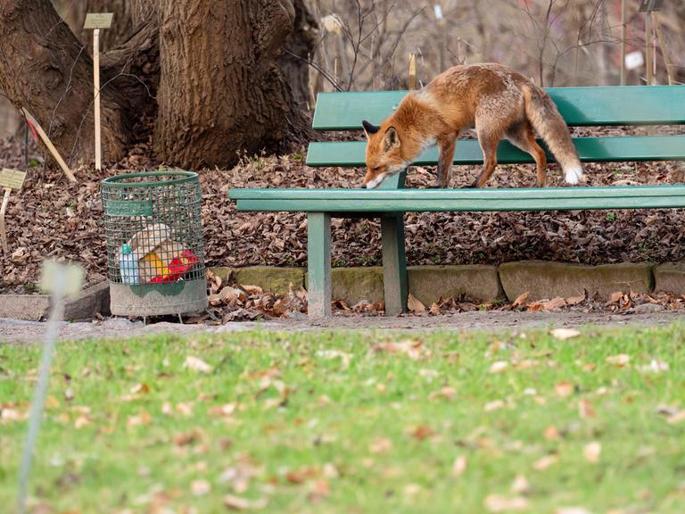 Ein Fuchs steht auf einer Parkbank im Botanischen Garten neben einem Papierkorb. 