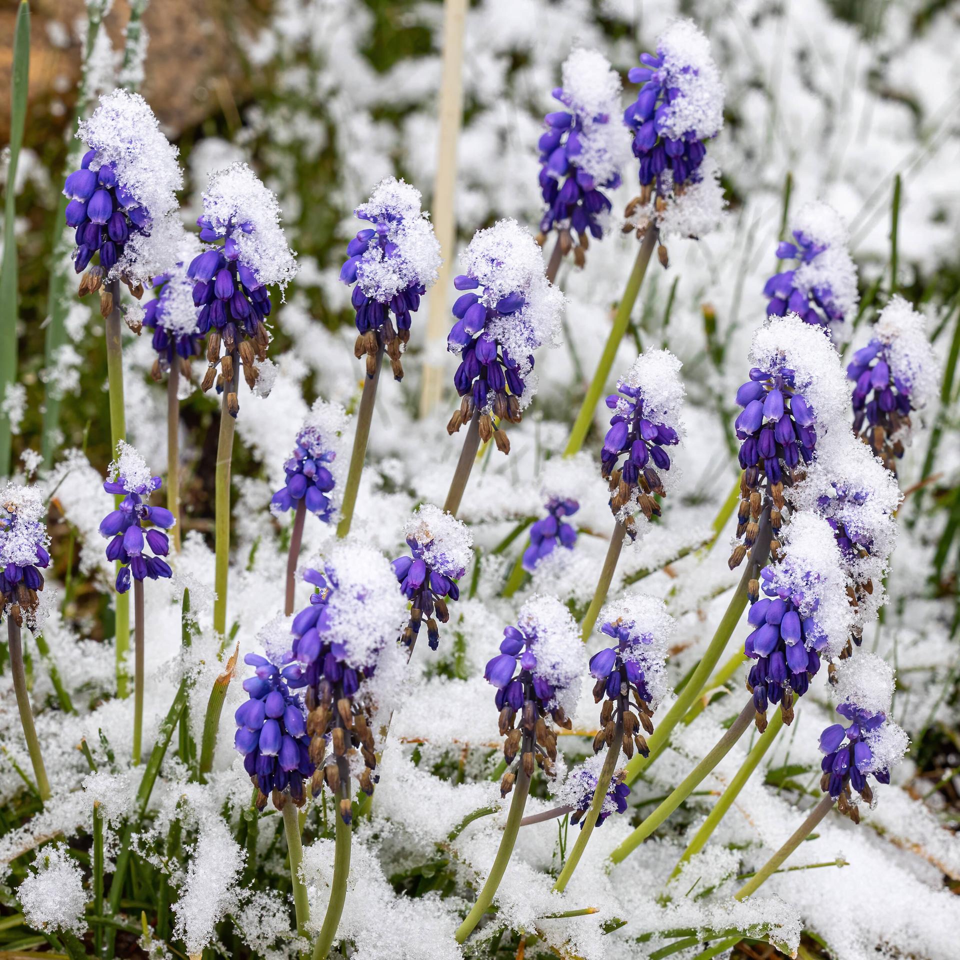Kleine blaue Blumen im Schnee.