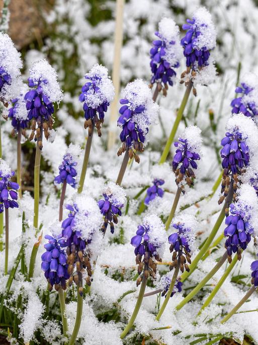 Kleine blaue Blumen im Schnee.