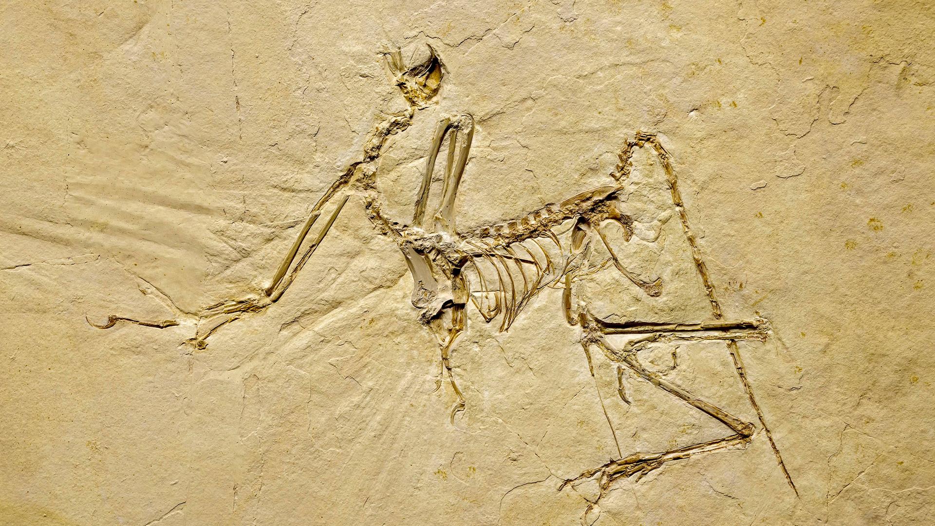 Ein Fossil in Stein, der bayerische Urvogel (Archaeopteryx bavarica) im Paläontologisches Museum, München.