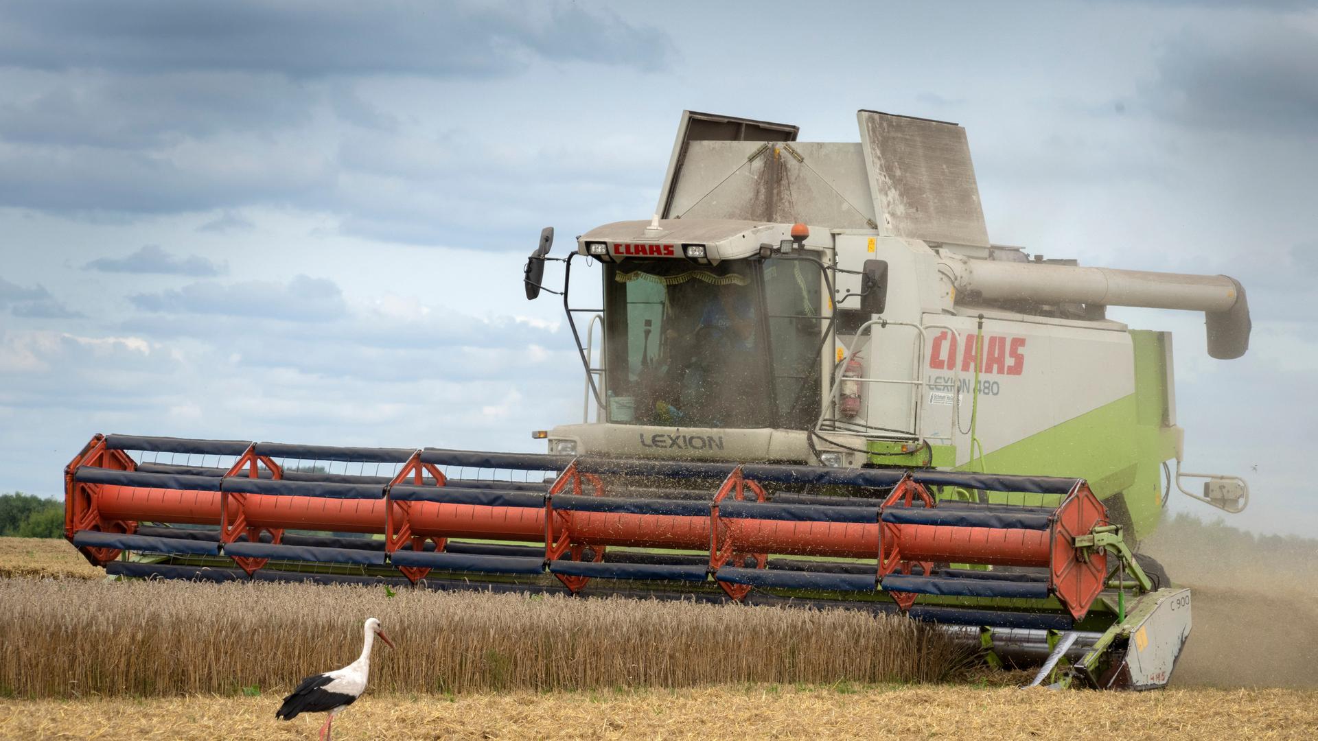 Ein Storch steht vor einer Erntemaschine auf einem Getreidefeld bei Shuriwka in der Ukraine. Ein Storch steht vor einer Erntemaschine auf einem Getreidefeld bei Shuriwka in der Ukraine.