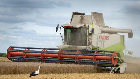 Ein Storch steht vor einer Erntemaschine auf einem Getreidefeld bei Shuriwka in der Ukraine.