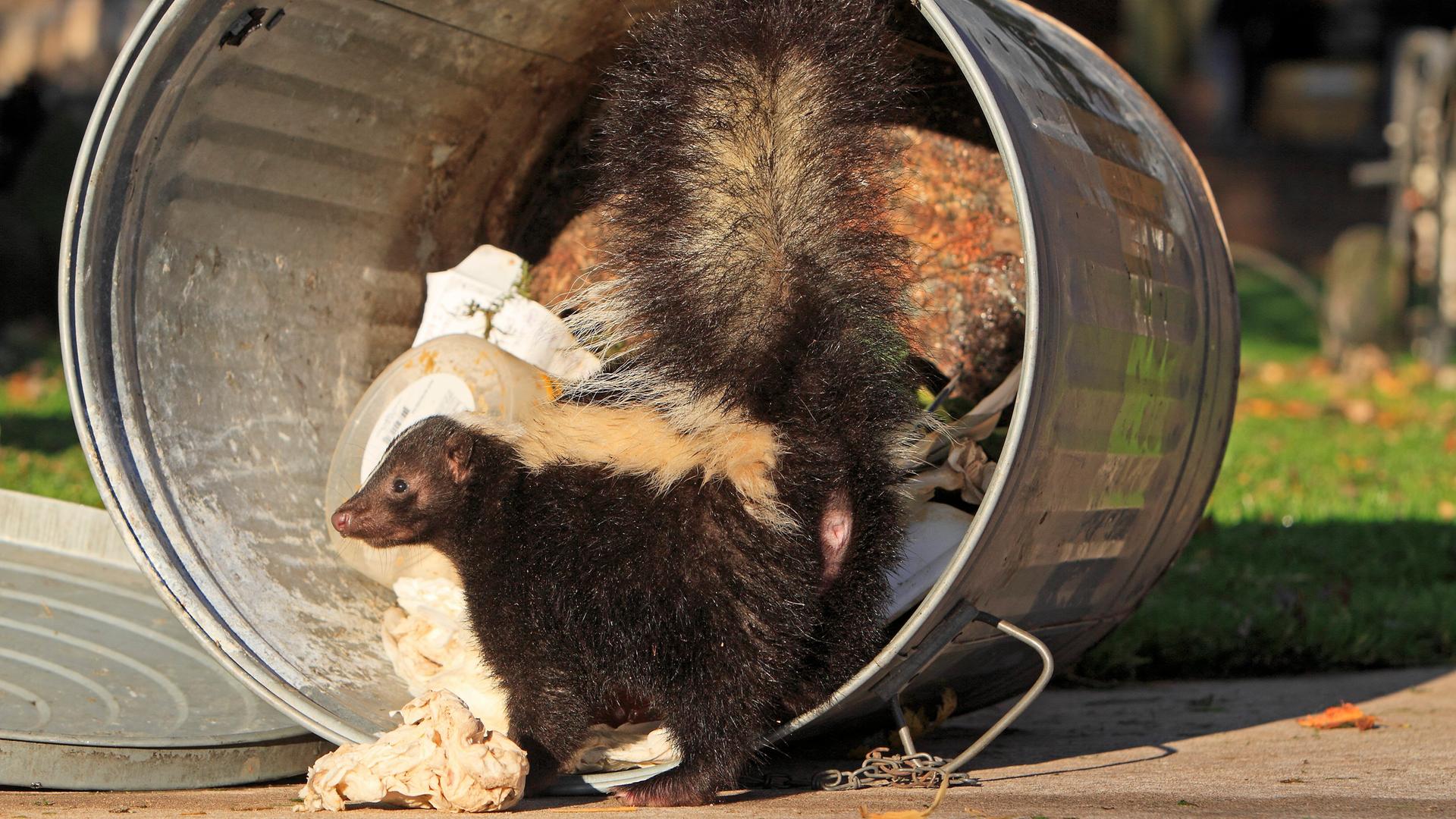 Stinktier sucht in Mülltonne nach Nahrung.