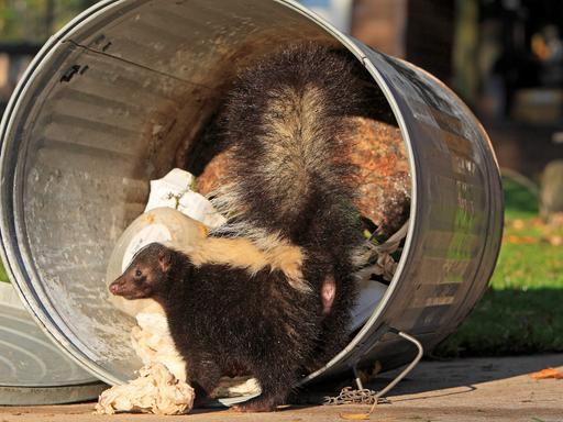 Stinktier sucht in Mülltonne nach Nahrung.