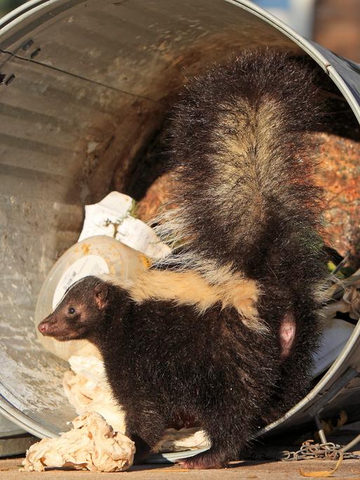 Stinktier sucht in Mülltonne nach Nahrung.