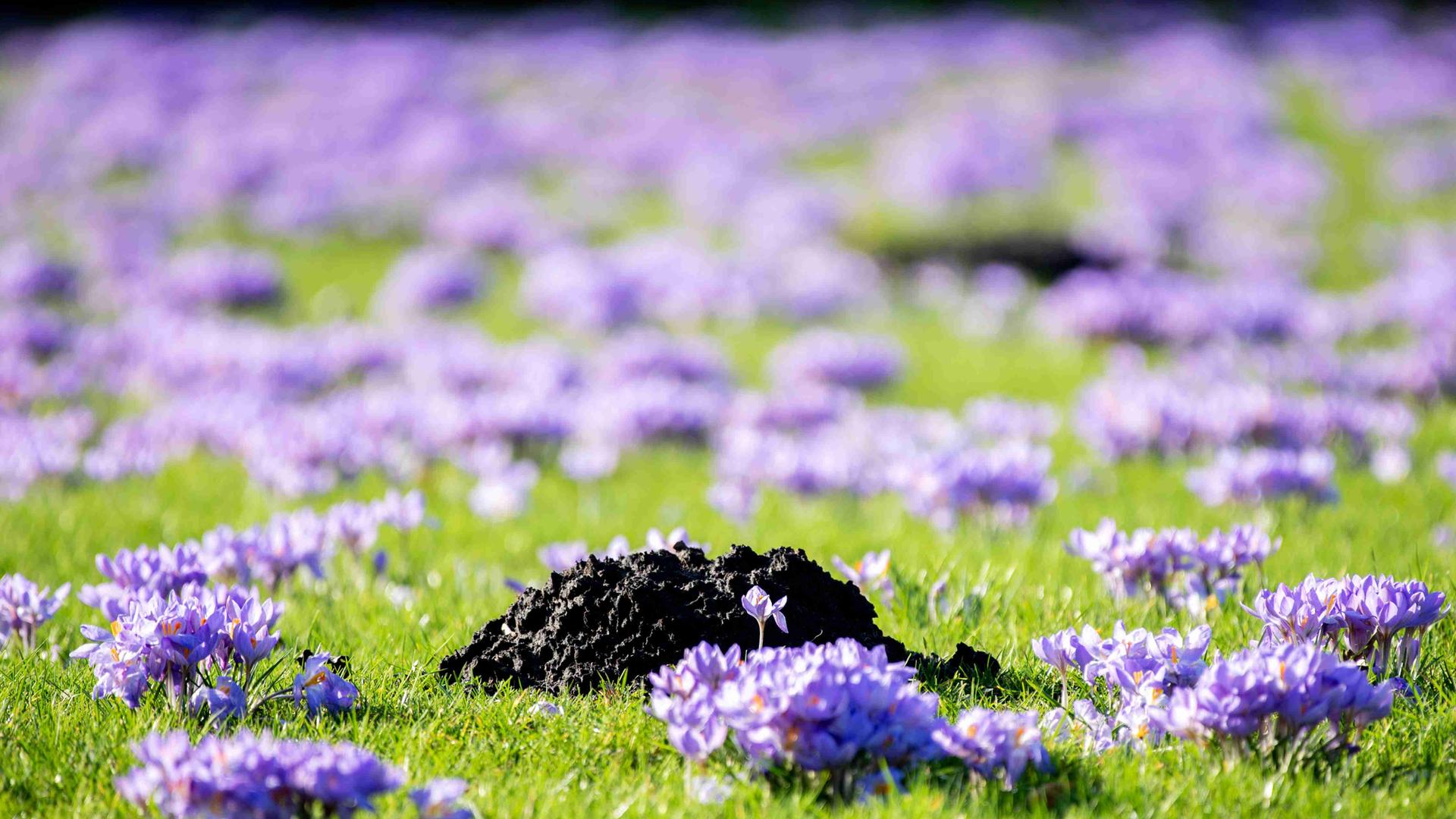 Ein Maulwurfshügel ragt bei sonnigem Wetter zwischen zahlreichen blühenden Krokussen auf einer Wiese im Kurpark am Zwischenahner Meer hervor. Ein Maulwurfshügel ragt bei sonnigem Wetter zwischen zahlreichen blühenden Krokussen auf einer Wiese im Kurpark am Zwischenahner Meer hervor.