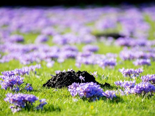 Ein Maulwurfshügel ragt bei sonnigem Wetter zwischen zahlreichen blühenden Krokussen auf einer Wiese im Kurpark am Zwischenahner Meer hervor.