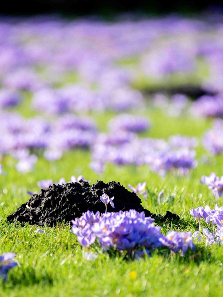 Ein Maulwurfshügel ragt bei sonnigem Wetter zwischen zahlreichen blühenden Krokussen auf einer Wiese im Kurpark am Zwischenahner Meer hervor.