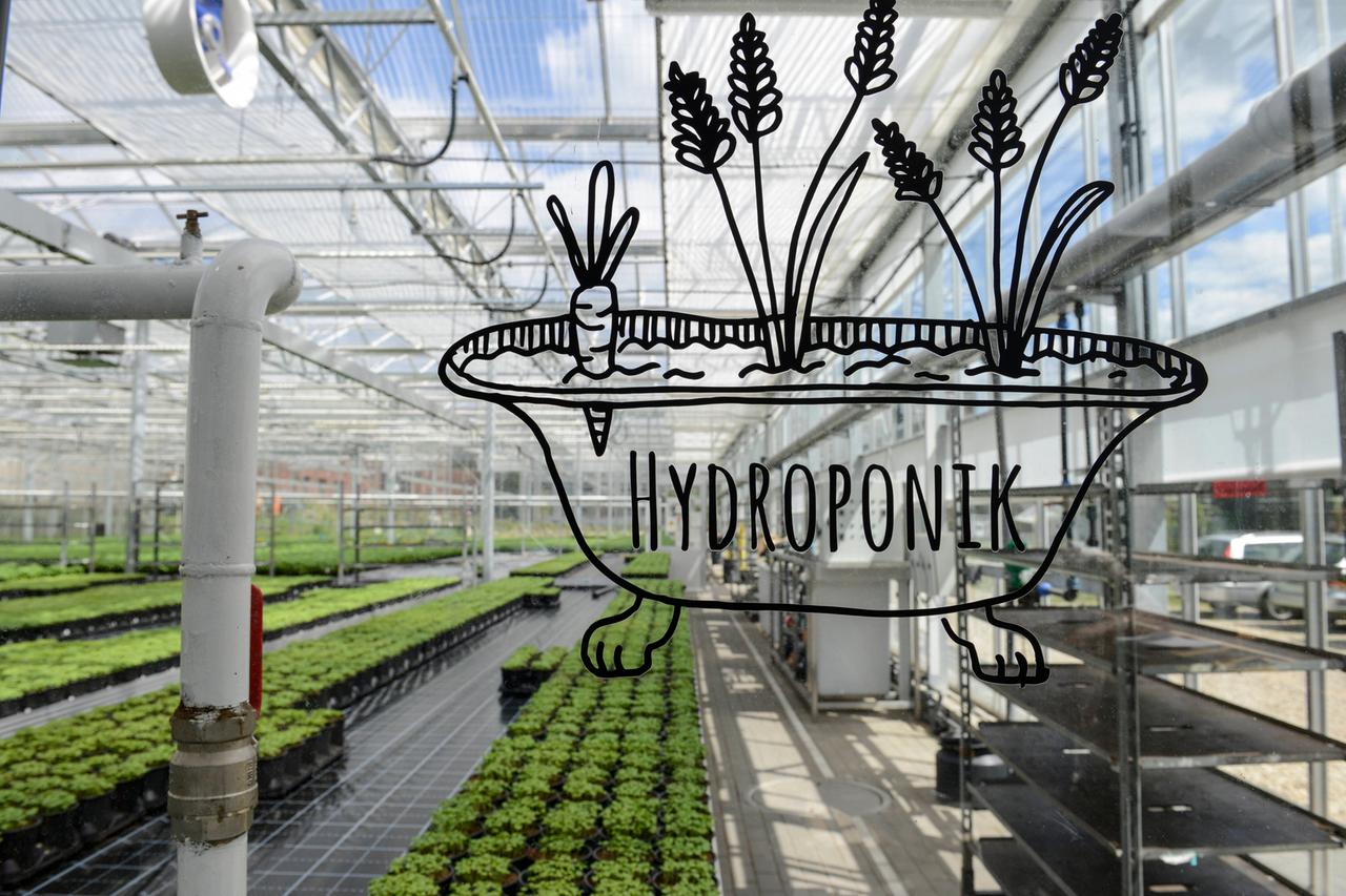 Hinter einer Glastür mit der Aufschrift "Hydroponik" wachsen Basilikumpflanzen.