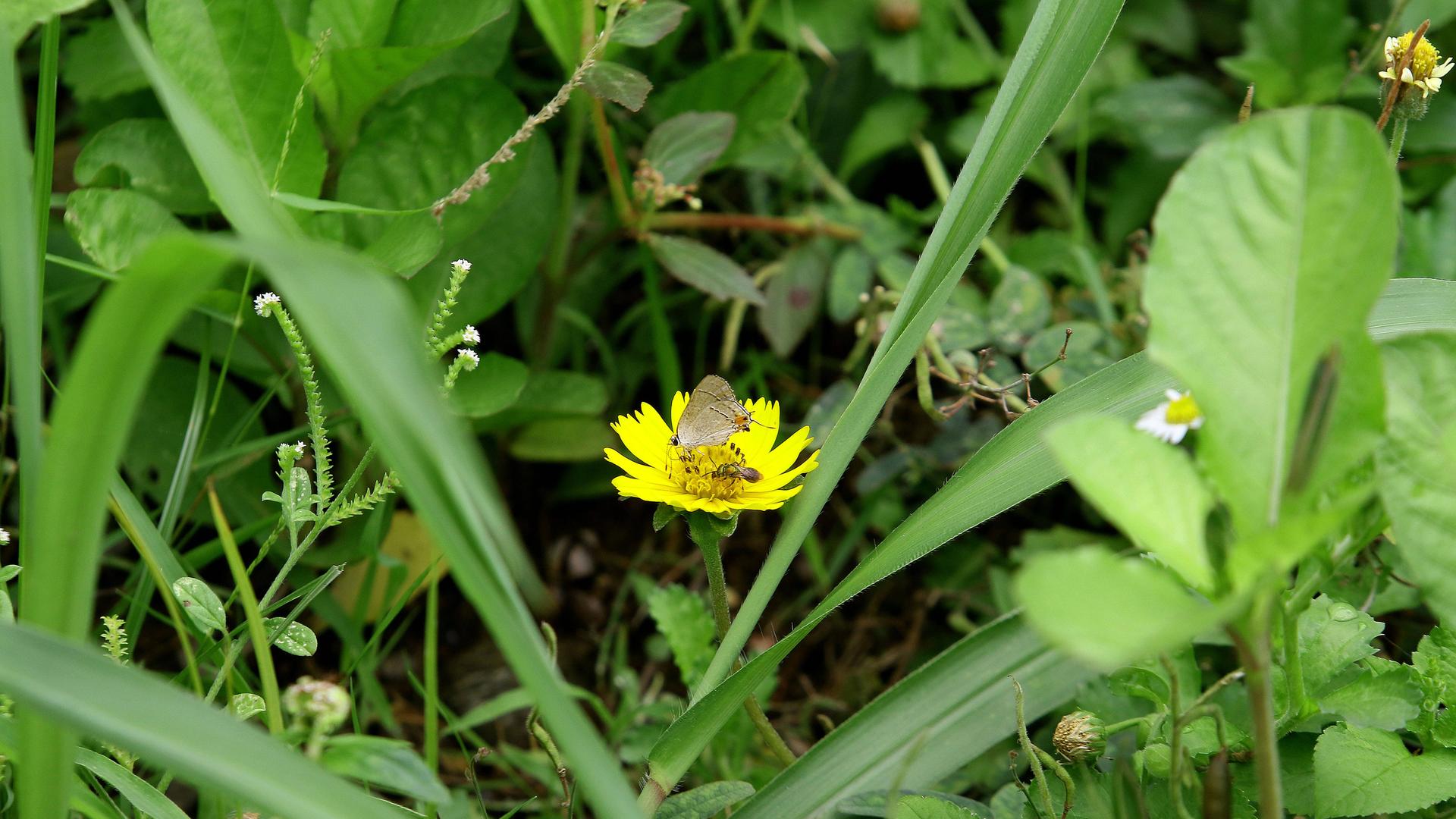 Eine Nahaufnahme einer Wiese: Ein Schmetterling sitzt auf einer gelben Blume, umgeben von grünen Blättern und Gräsern.
