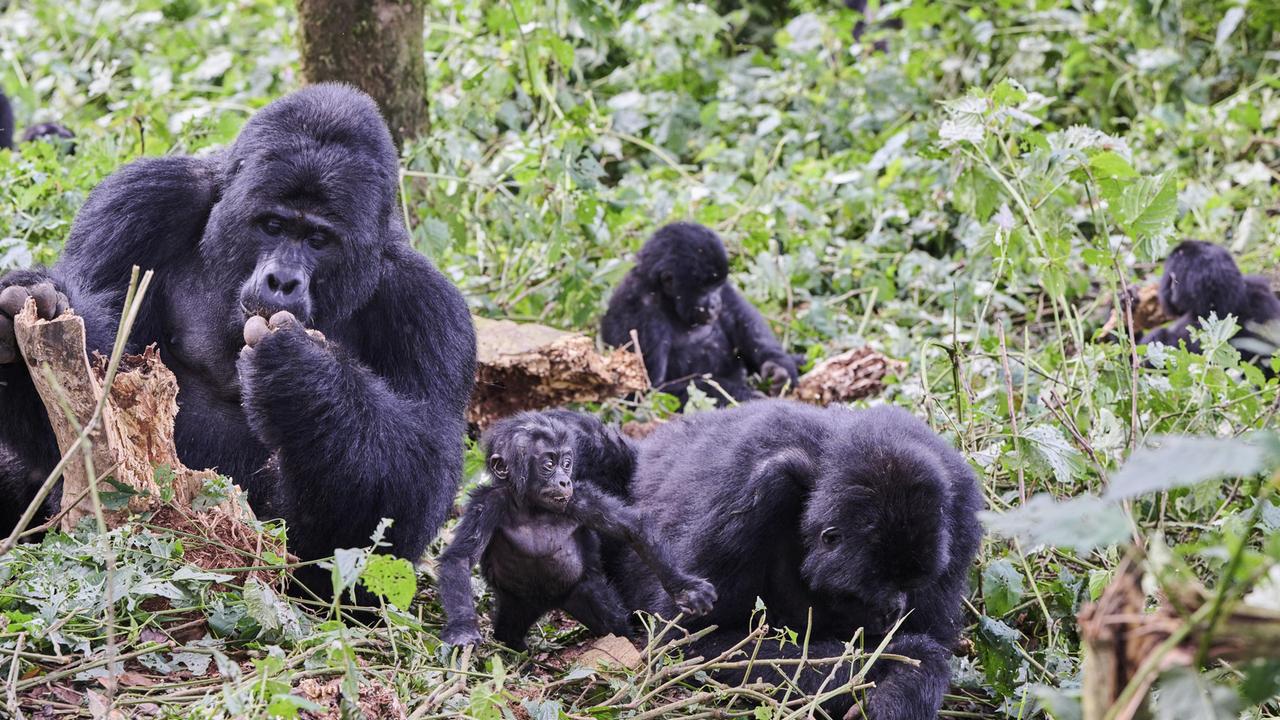 Eine Gruppe Berggorillas mit Silberrücken (Gorilla beringei beringei) und Weibchen mit Säugling im Bwindi Impenetrable Forest National Park, Uganda. 