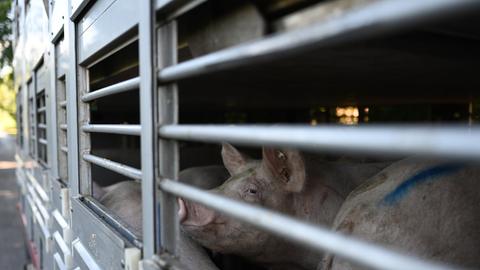 Schweine warten in einen Anhänger auf den Transport zum Schlachthof