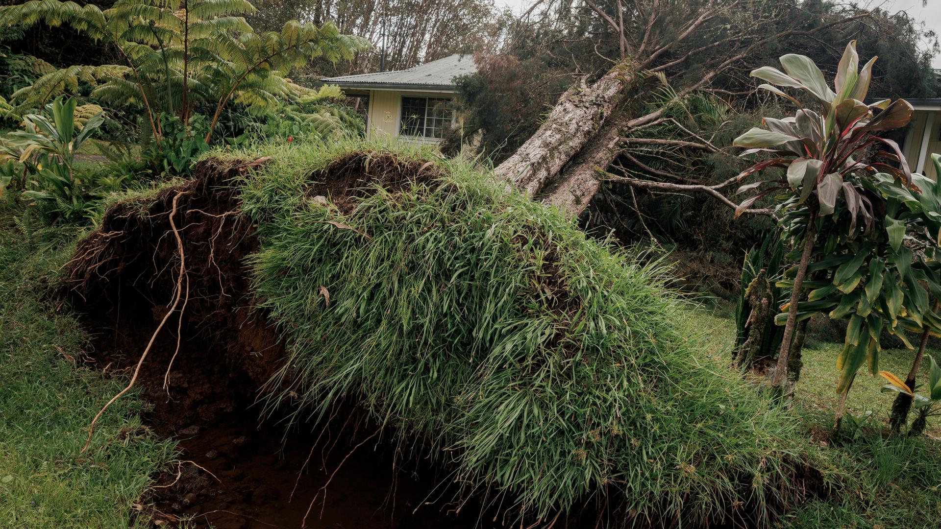 Man sieht einen entwurzelten Baum, dahinter steht ein kleines Haus.