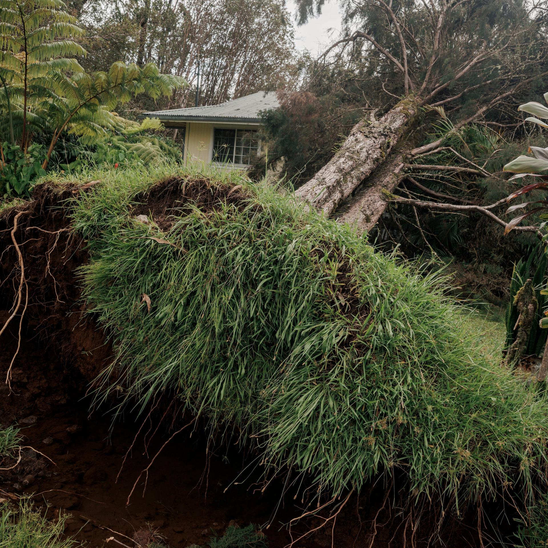 Man sieht einen entwurzelten Baum, dahinter steht ein kleines Haus.