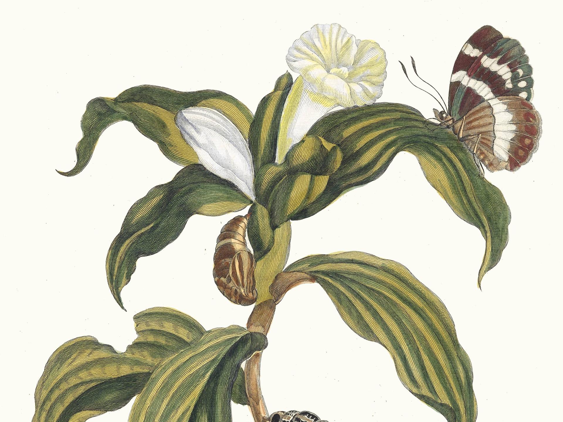 Illustration eines Schmetterlings an einer Pflanze