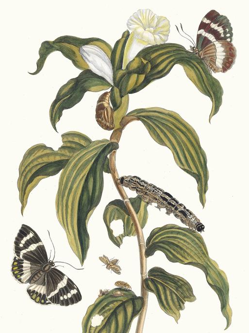 Illustration eines Schmetterlings an einer Pflanze