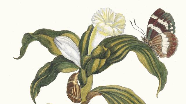 Illustration eines Schmetterlings an einer Pflanze