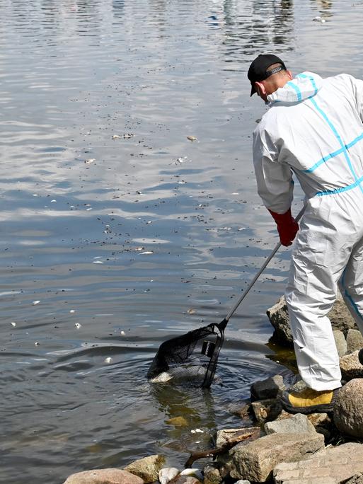 Ecological disaster on the Oder river in Poland Photo: East News Emergency workers remove dead fish from the Oder river near the village of Krajnik Dolny on August 15, 2022 in north-western Poland on the German border. In recent days thousands of dead fish have been found in various parts of the second largest Polish river - Oder. Polish authorities are trying to establish the source of the possible toxic pollution, which kills not only fish but other water animals i.e. beavers. On a stretch of almost 200 kilometres, Oder is a natural border between Poland and Germany. EN_01533685_0136 PUBLICATIONxNOTxINxPOL