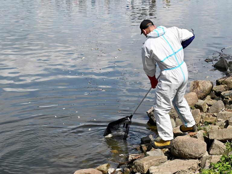 Ecological disaster on the Oder river in Poland Photo: East News Emergency workers remove dead fish from the Oder river near the village of Krajnik Dolny on August 15, 2022 in north-western Poland on the German border. In recent days thousands of dead fish have been found in various parts of the second largest Polish river - Oder. Polish authorities are trying to establish the source of the possible toxic pollution, which kills not only fish but other water animals i.e. beavers. On a stretch of almost 200 kilometres, Oder is a natural border between Poland and Germany. EN_01533685_0136 PUBLICATIONxNOTxINxPOL