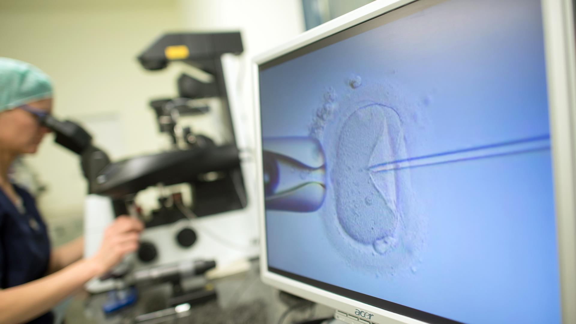 in Monitor zeigt im Kinderwunschzentrum Magdeburg eine Intrazytoplasmatische Spermieninjektion. Bei der Behandlung wird einer Eizelle ein Spermium injiziert. Im Hintergrund sitzt eine Biologin an dem Mikroskop und steuert den Vorgang.