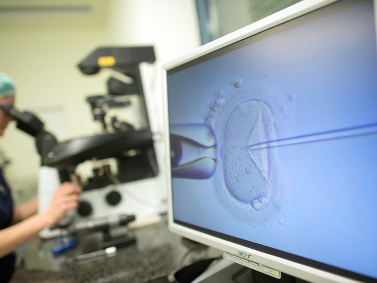 in Monitor zeigt im Kinderwunschzentrum Magdeburg eine Intrazytoplasmatische Spermieninjektion. Bei der Behandlung wird einer Eizelle ein Spermium injiziert. Im Hintergrund sitzt eine Biologin an dem Mikroskop und steuert den Vorgang.