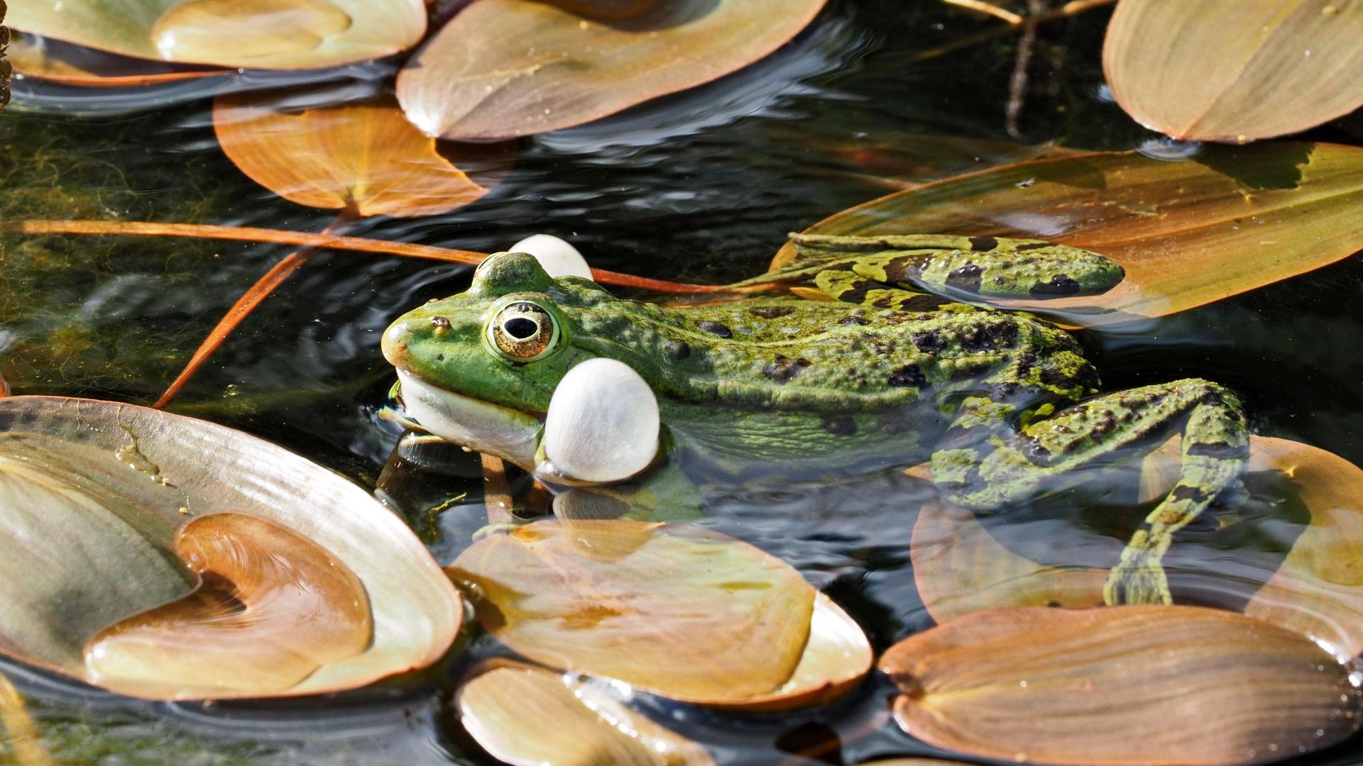 seitliche Ansicht eines quakenden Frosches im Gartenteich seitliche Ansicht eines quakenden Frosches im Gartenteich