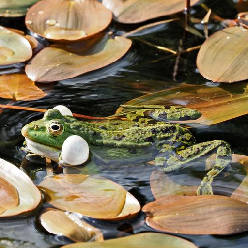 seitliche Ansicht eines quakenden Frosches im Gartenteich
