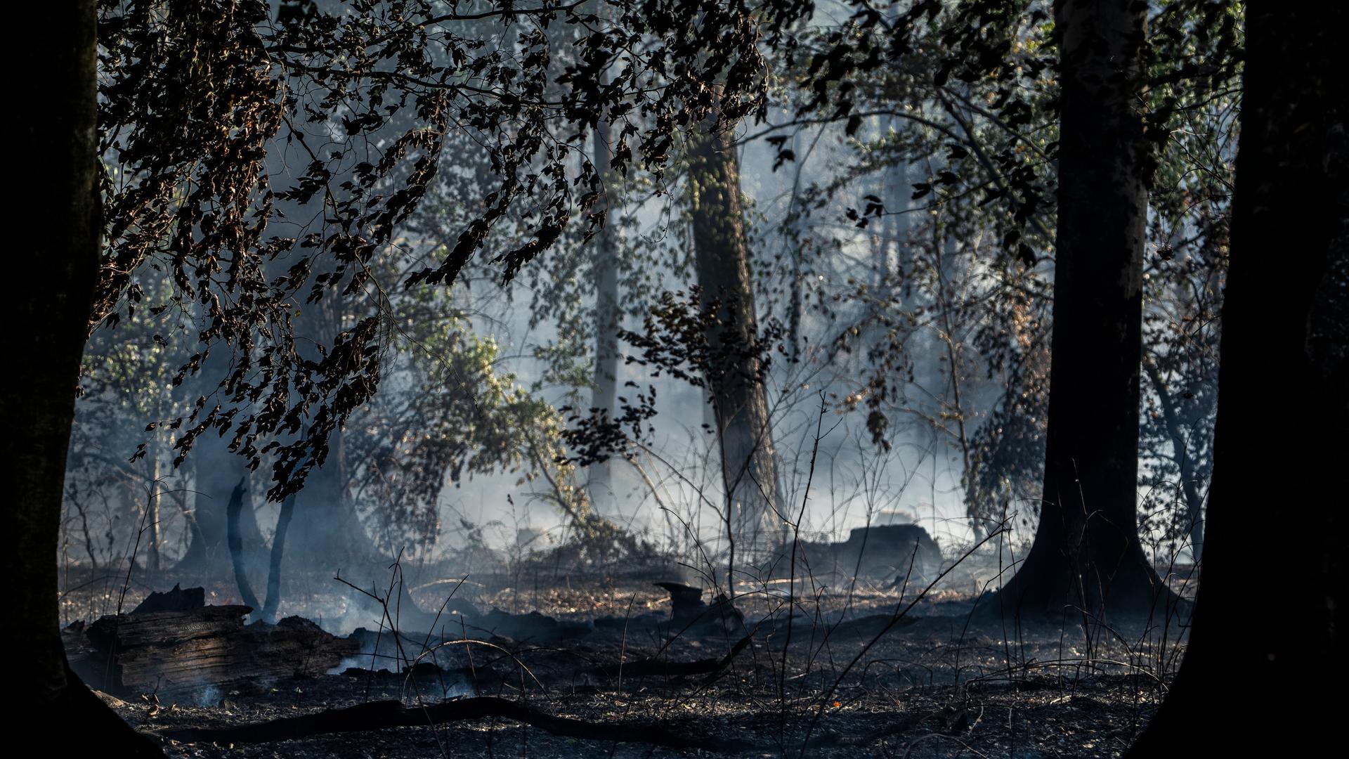 Rauch steigt bei einem Waldbrand in einem Waldstück auf. 
