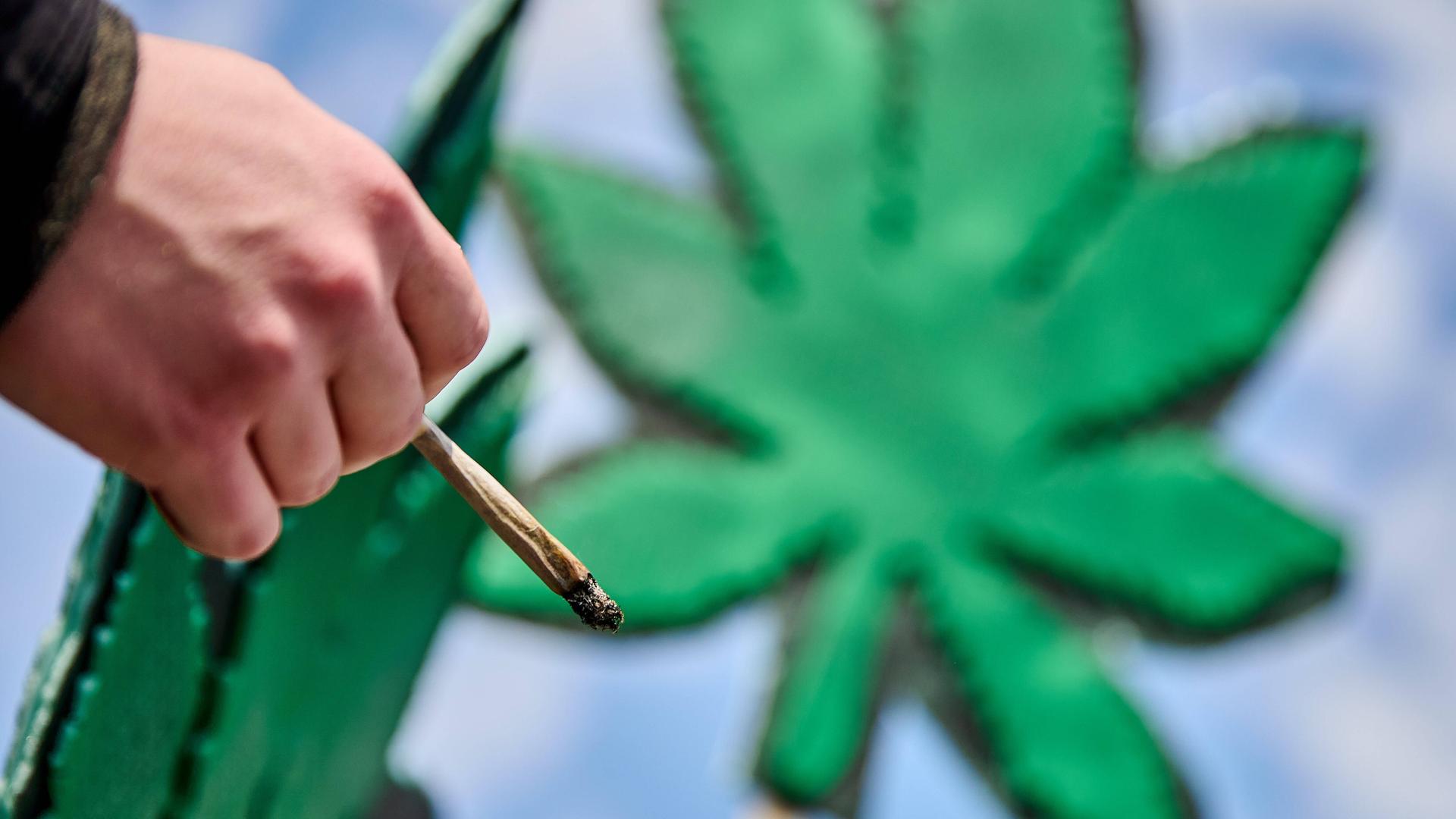 Ein Mann hält einen Joint in der Hand, im Hintergrund ist eine Cannabis-Pflanze zu erkennen