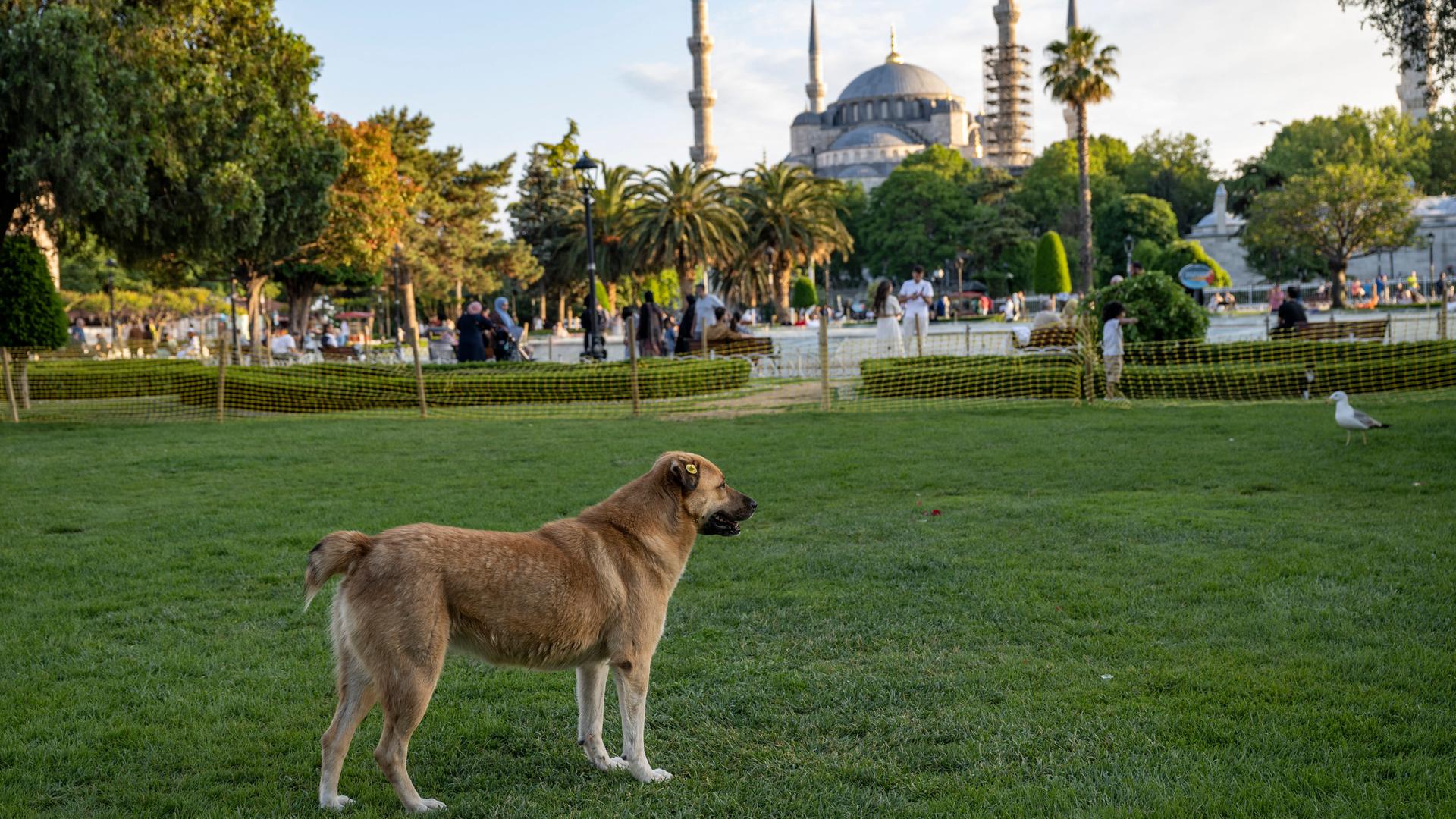 Ein streunender Hund steht auf dem Rasen vor der Blauen Moschee in Istanbul. Ein streunender Hund steht auf dem Rasen vor der Blauen Moschee in Istanbul.