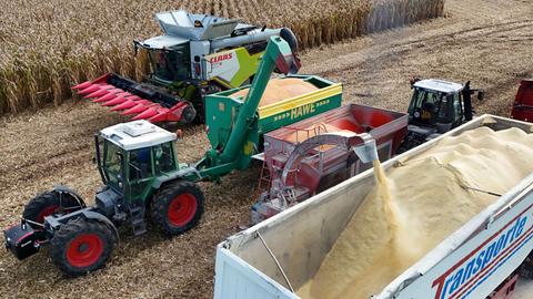 Ein Claas-Mähdrescher bei der Arbeit. Er erntet ein Feld mit Mais ab. Die Ernte wird auf einen Tieflader verladen.