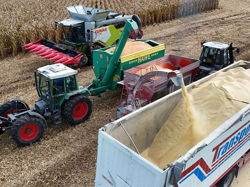 Ein Claas-Mähdrescher bei der Arbeit. Er erntet ein Feld mit Mais ab. Die Ernte wird auf einen Tieflader verladen.