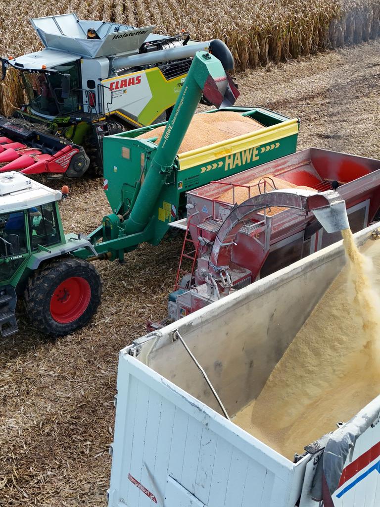 Ein Claas-Mähdrescher bei der Arbeit. Er erntet ein Feld mit Mais ab. Die Ernte wird auf einen Tieflader verladen.